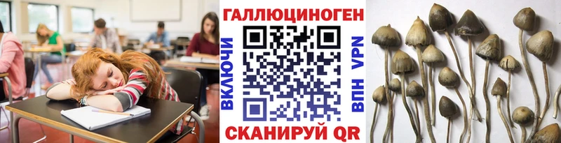 Галлюциногенные грибы Psilocybine cubensis  Красный Холм 
